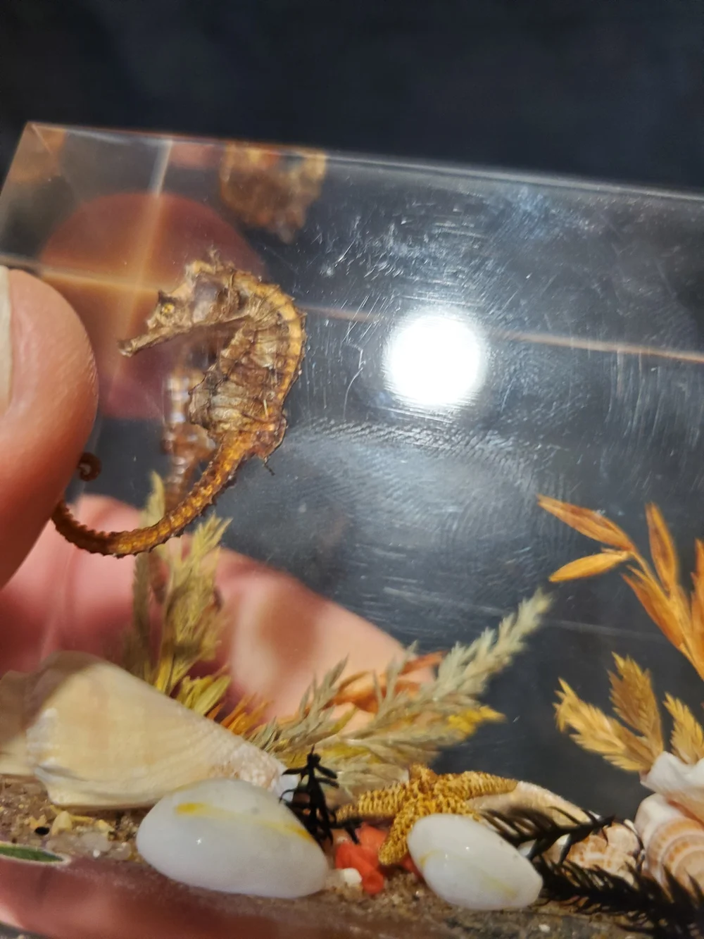 Vintage Mid-Century Canadian Lucite Seahorse Acrylic Block Paperweight